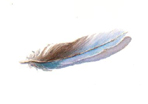 feather